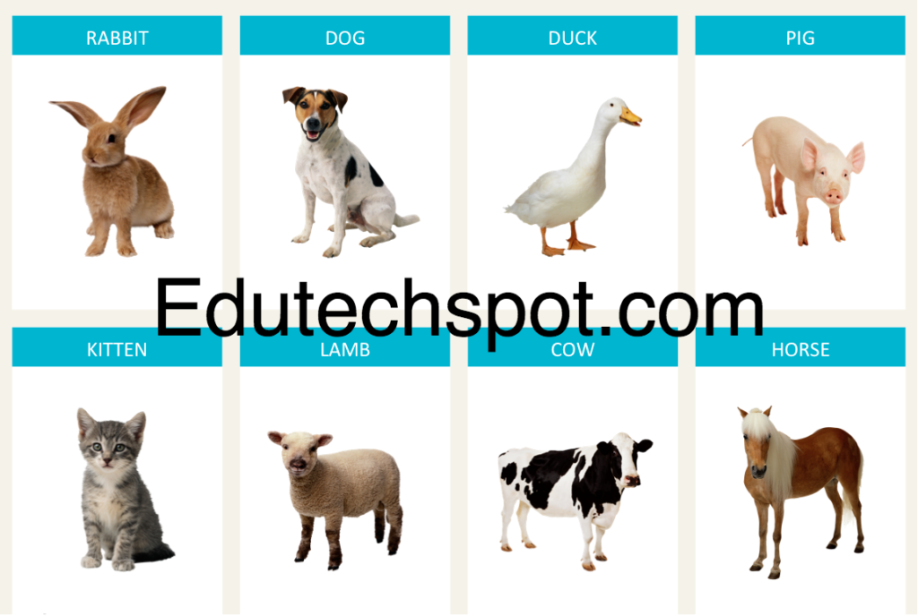 simple animal flashcard template in A4 size powerpoint