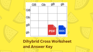Dihybrid Cross Worksheet and Answer Key