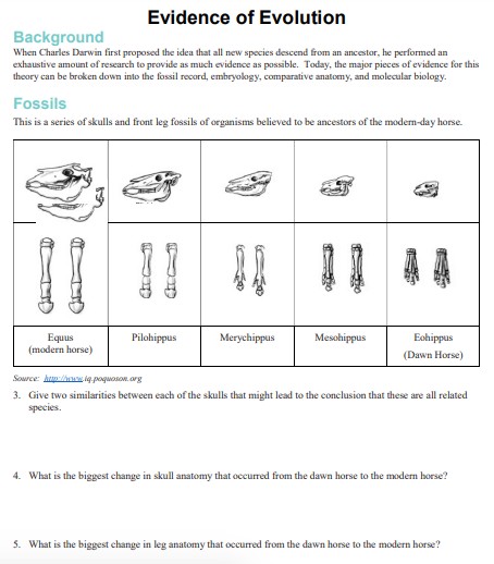 Evidence Of Evolution Worksheet Edutechspot
