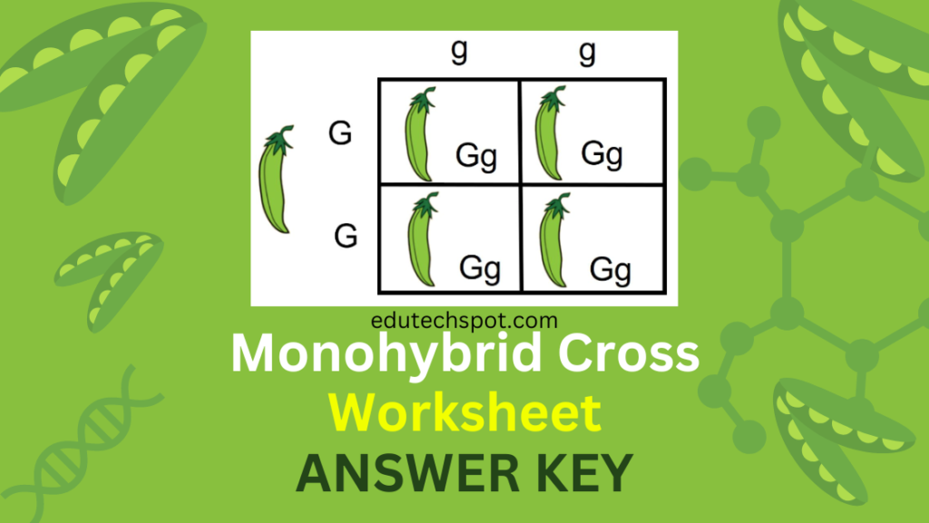Dihybrid Cross Worksheet Answer Key Questions PDF Doc