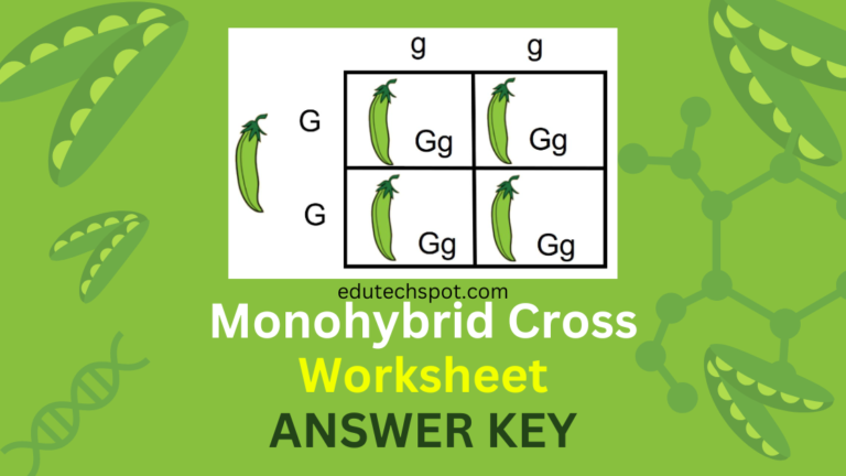 Monohybrid Cross Worksheet with ANSWER KEY
