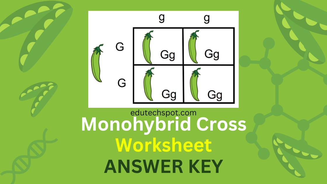 Monohybrid Cross Worksheet with ANSWER KEY