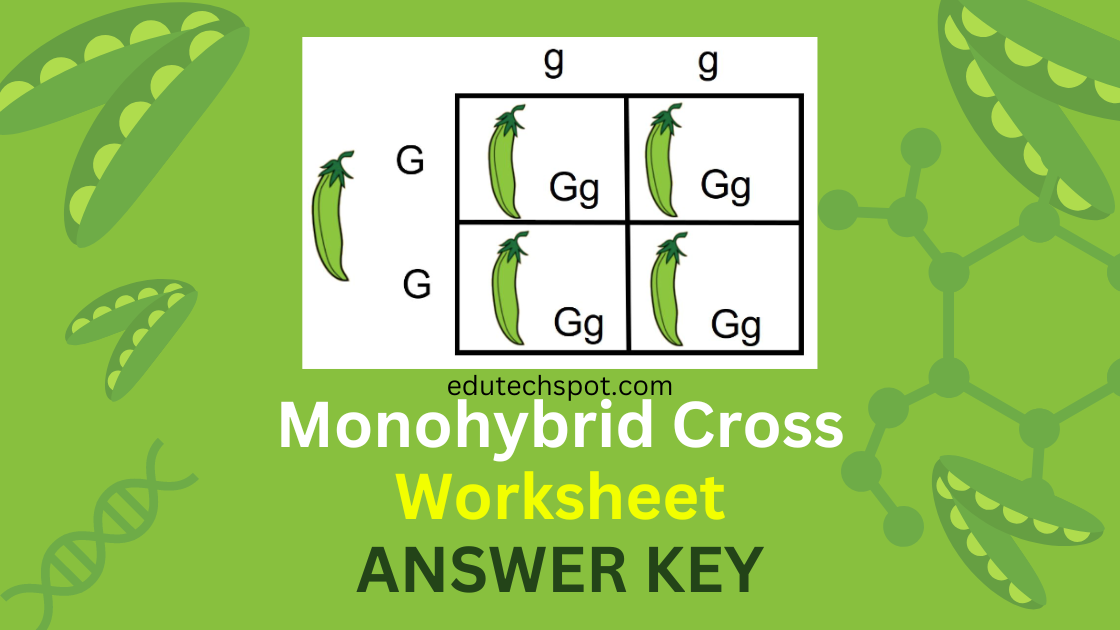 Monohybrid Cross Worksheet Edutechspot