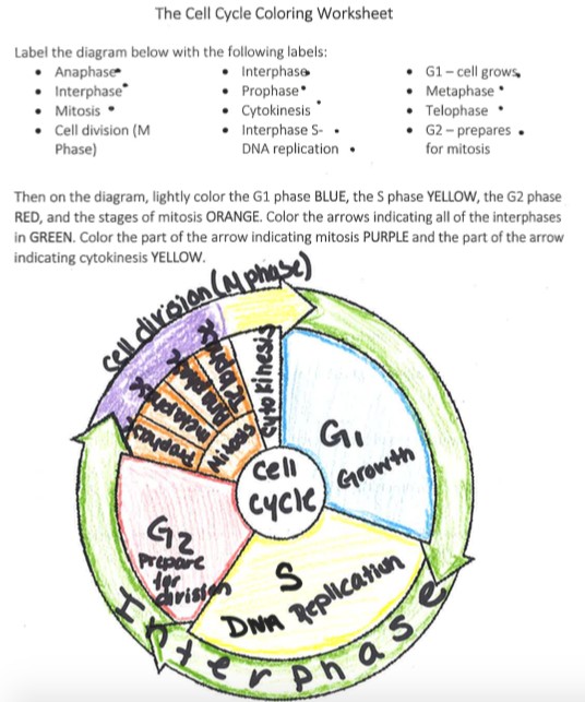The cell cycle coloring worksheet answer