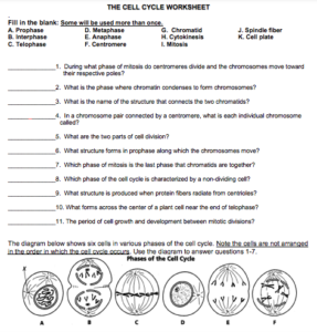 The Cell Cycle Coloring Worksheet - Edutechspot