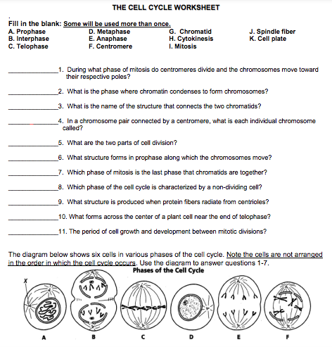 cell cycle review quiz worksheet coloring pdf