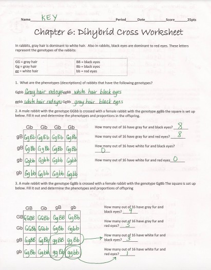 dihybrid cross worksheet phenotypes pdf question answer