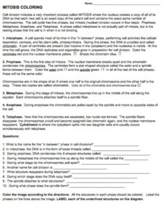 The Cell Cycle Coloring Worksheet - Edutechspot